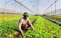 Thống nhất chủ trương xây dựng 3 phương án tăng trưởng ngành nông nghiệp Hà Nội