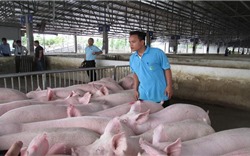 Giá lợn hơi tăng lên mức 55.000 đồng/kg
