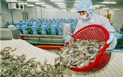 Thị trường RCEP chiếm trên 63% thị phần xuất khẩu thủy sản Việt Nam