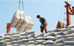 Chủ động phối hợp xuất khẩu gạo trong bối cảnh chịu tác động bởi dịch Covid-19