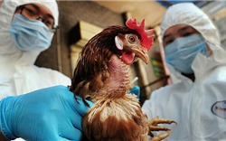 FAO và WHO khuyến cáo cảnh giác nhiễm cúm A H5N8 sang người