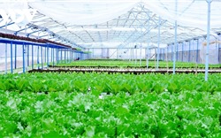Đầu tư 260 tỉ đồng phát triển nông nghiệp hữu cơ
