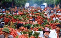 Bắc Giang đề nghị được hỗ trợ lưu thông hàng hóa và tiêu thụ nông sản từ các tỉnh, thành phố