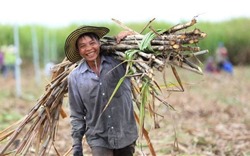 Áp thuế cao đối với mía đường Thái Lan, mía đường trong nước hưởng lợi thế nào?