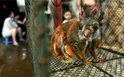 Buôn lậu động vật hoang dã tại Việt Nam vẫn diễn ra rất \"sôi động\"