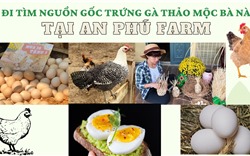 Đi tìm nguồn gốc trứng gà thảo mộc tại An Phú Farm