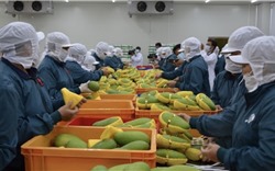 Xuất khẩu chế biến rau quả có tiềm năng phát triển