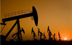 Giá xăng dầu hôm nay 7/8: Cập nhật giá xăng dầu trong nước, quốc tế