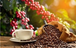 Giá cà phê hôm nay 8/9: Thị trường trong nước giảm 800 đồng/kg