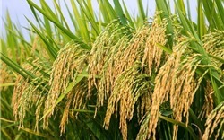 Giá lúa gạo hôm nay 23/9: Tiếp tục điều chỉnh giảm