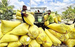 Giá lúa gạo hôm nay 24/9: Đà giảm tiếp tục kéo dài