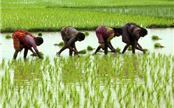 Ấn Độ áp giá sàn xuất khẩu gạo basmati