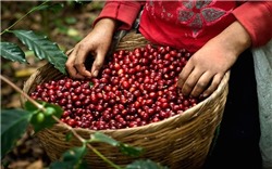Giá cà phê hôm nay 2/10: Cà phê trong nước dao động trong khoảng 65.900 - 66.700 đồng/kg