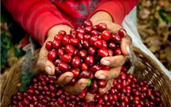 Giá cà phê hôm nay 9/10: Cà phê trong nước giảm thêm 300 đồng/kg
