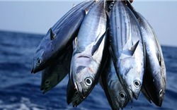 Xuất khẩu cá ngừ sang Tây Ban Nha sụt giảm mạnh