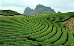 Festival nông sản, OCOP, làng nghề gắn kết du lịch - Thái Nguyên 2023 sẽ diễn ra vào tháng 11