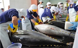 Xuất khẩu cá ngừ sang Anh đảo chiều giảm mạnh