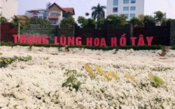Chính quyền phường Nhật Tân bất lực để thung lũng hoa Hồ Tây hoạt động sai phép