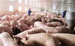 Giá lợn hơi đạt mốc 80.000 đồng/kg