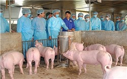 Hà Nội: Dịch tả lợn châu Phi tiếp tục phát sinh tại 39 hộ chăn nuôi