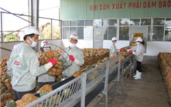 Nông sản Việt thích ứng tiêu chuẩn nhập khẩu chính ngạch của Trung Quốc