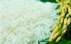 Gạo Việt Nam đoạt giải ngon nhất thế giới