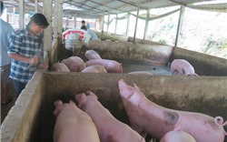 Sản lượng thịt lợn cả năm 2019 ước đạt khoảng 3,3 triệu tấn