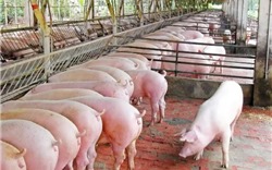 Giá lợn hơi giảm gần 20.000 đồng/kg