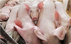 Thịt lợn có thể tăng giá nhẹ dịp cận Tết