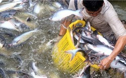 Mừng hay lo khi “mâm cơm người Việt” lại có cá tra