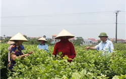 Đánh thức tiềm năng thị trường bất động sản nông nghiệp Việt Nam