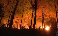 Hà Nội: Tăng cường các biện pháp cấp bách về phòng cháy, chữa cháy rừng