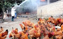 Tiêu hủy trên 43.200 con gia cầm do dịch cúm A/H5N6