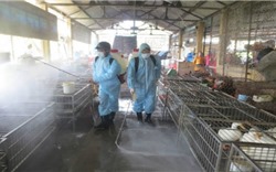 Giám sát chặt chẽ tình hình dịch cúm gia cầm tại cơ sở
