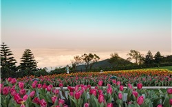 Đến Bà Nà Tết này để chiêm ngưỡng 1,5 triệu bông tulip khoe sắc diệu kỳ