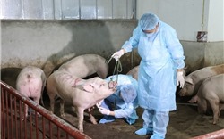 Hà Nội: 47% xã, phường đã qua 30 ngày không phát sinh lợn mắc bệnh dịch tả