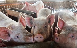 ‘Xã hội đen’ Trung Quốc phát tán virus tả lợn châu Phi để ép giá nông dân