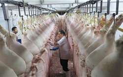 Nhiều tỉnh khẳng định nguồn cung thịt lợn dồi dào