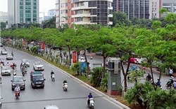 9 tháng đầu năm, Hà Nội trồng được 144,7 nghìn cây đô thị