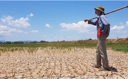 Thanh Hóa: Nguy cơ mất trắng hàng nghìn ha lúa vì nắng hạn kéo dài