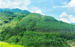 Việt Nam có thể bán được 40 triệu tín chỉ carbon mỗi năm