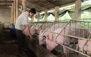 Kịch bản “khủng hoảng thịt lợn” dịp Tết Nguyên đán có xảy ra?