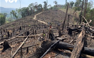 Thủ tướng yêu cầu chấn chỉnh việc quản lý, bảo vệ rừng ở Tây Nguyên