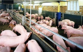 Các mức xử phạt trong lĩnh vực thú y, thức ăn chăn nuôi và giống vật nuôi