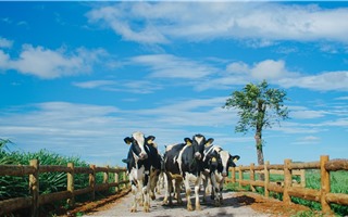 Trang trại bò sữa Organic đầu tiên tại Việt Nam – bước tiến mới trong lĩnh vực Organic của ngành sữa Việt