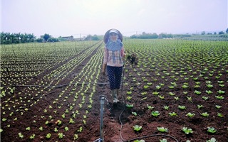 Nông dân “lên đời” nhờ bắt tay với doanh nghiệp