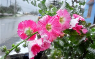 Lạ mắt, ngắm những bông hoa khoe sắc trong tuyết ở Sa Pa 