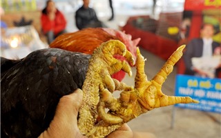 Hà Nội: Ngắm 3 giống gà tiến vua ở chợ Xuân Bính Thân 2016