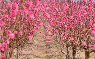 Mê mẩn ngắm Xuân đỏ rực ở vườn đào Nhật Tân 