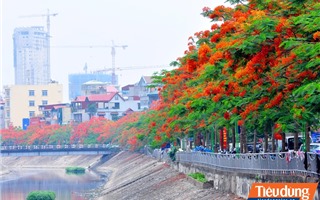 Phượng vĩ rực đỏ bên dòng sông ô nhiễm nhất Thủ đô